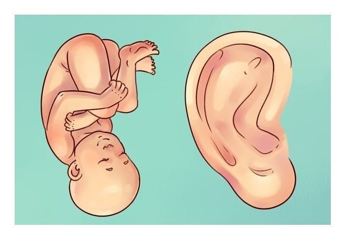 Auriculoterapia